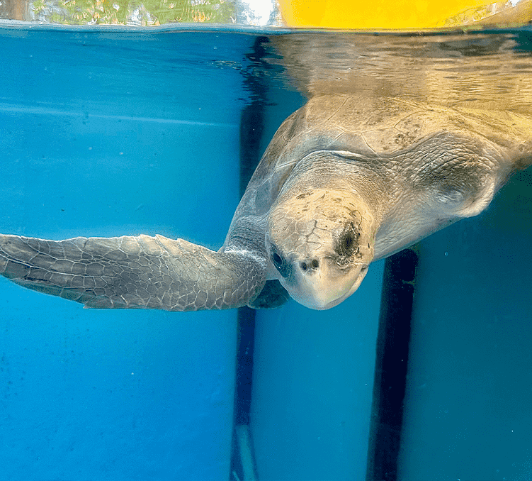 Olive Ridley Projesi ile JOALI BEING, Kurangi’yi Sağlığına Kavuşturuyor